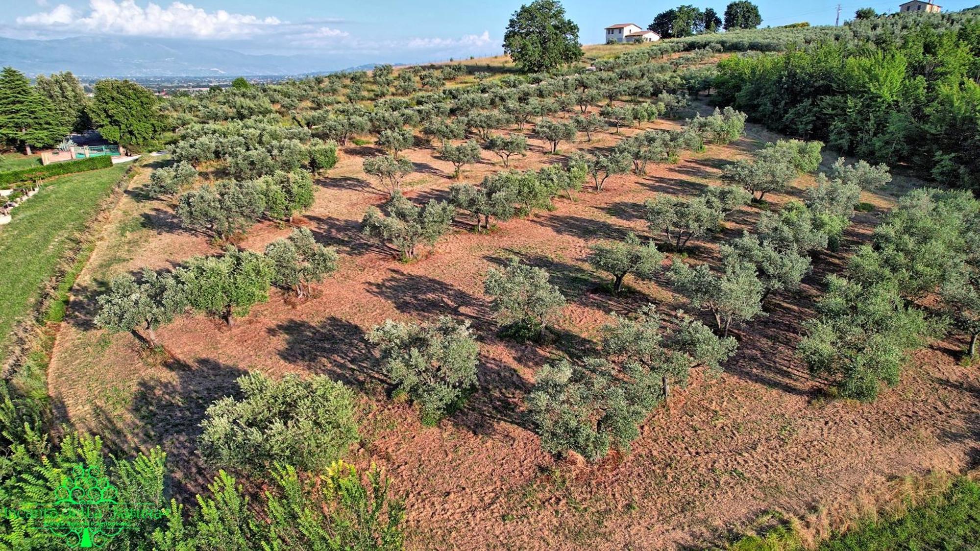 Agriturismo Incanto Della Natura Cannara Экстерьер фото